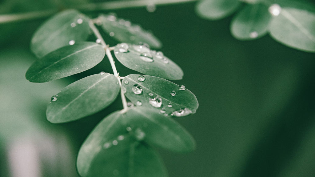 Moringa Leaves on a tree